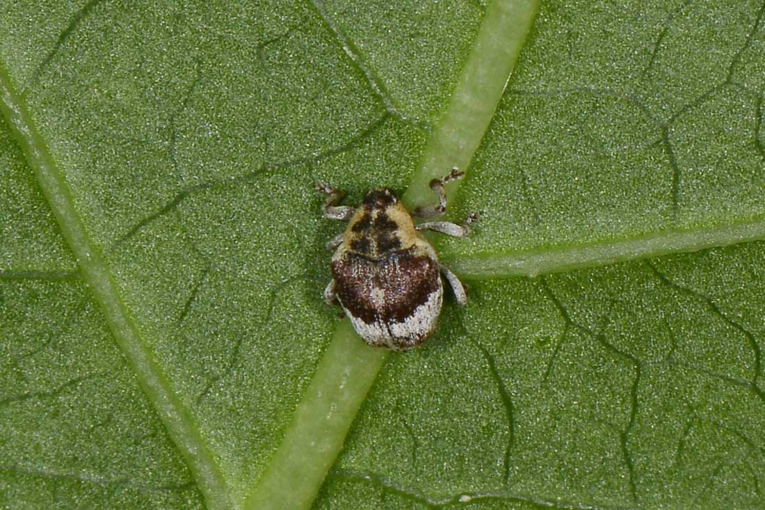 Curculionidae minuscolo:  Eucoeliodes mirabilis